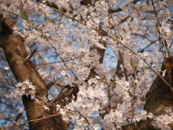 제5회 아남마을 벚꽃 축제 개최