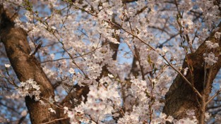 제5회 아남마을 벚꽃 축제 개최
