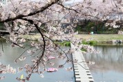 ‘해미벚꽃축제’ 3년 연속 취소